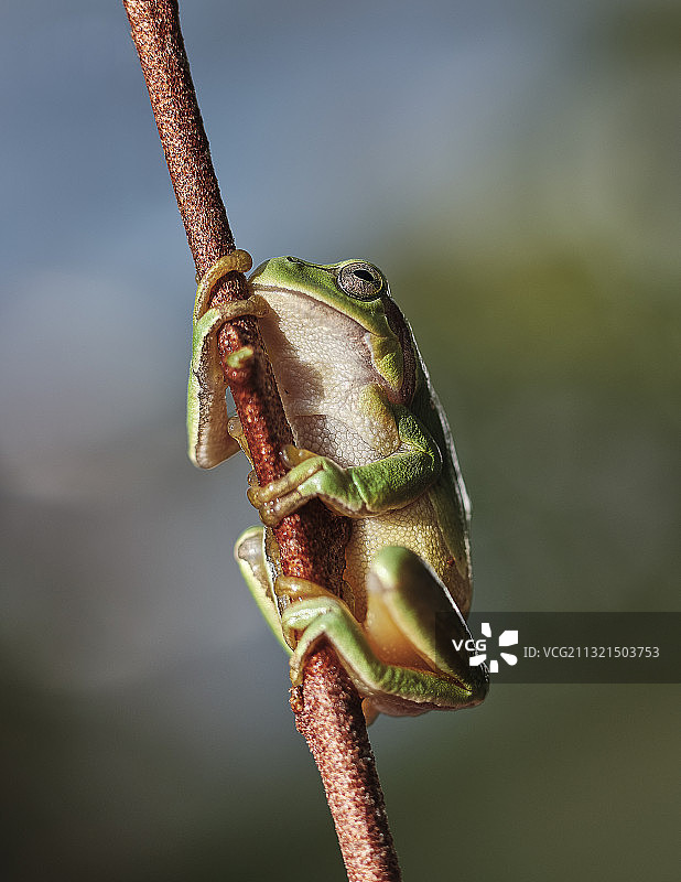 植物上的昆虫特写，法国沙朗图片素材