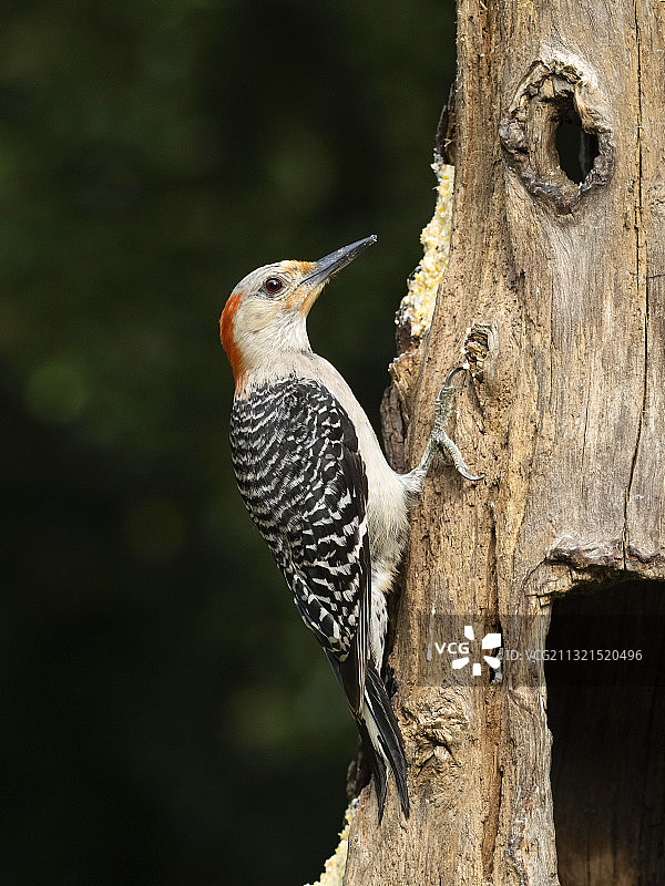 红腹啄木鸟图片素材