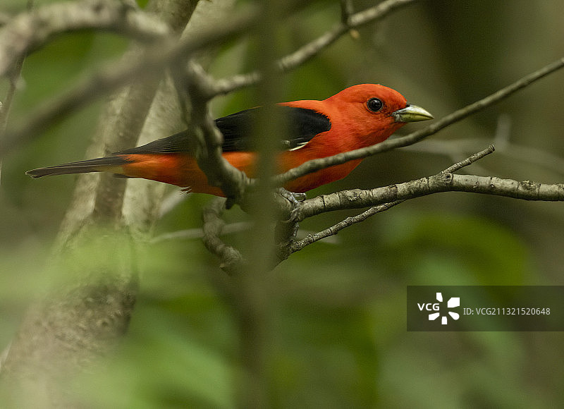 猩红比唐雀图片素材