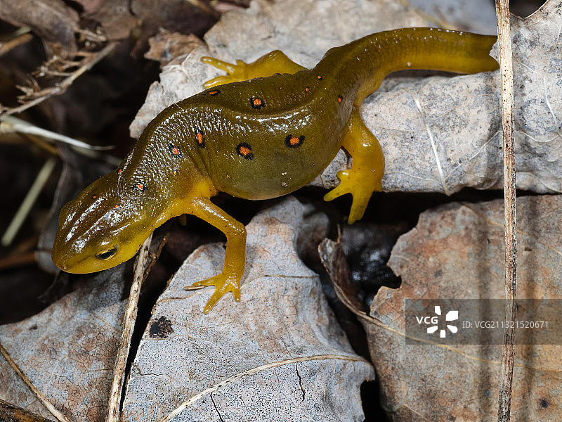红点蝾螈图片素材