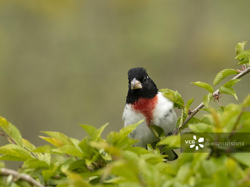 玫瑰胸 Grosbeak 鸟图片素材