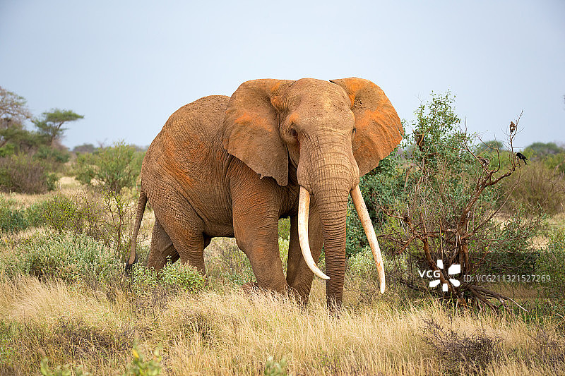 非洲平原上吃草的非洲象侧面照图片素材