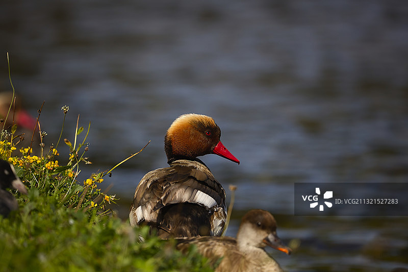 野鸭在湖里游泳的特写图片素材