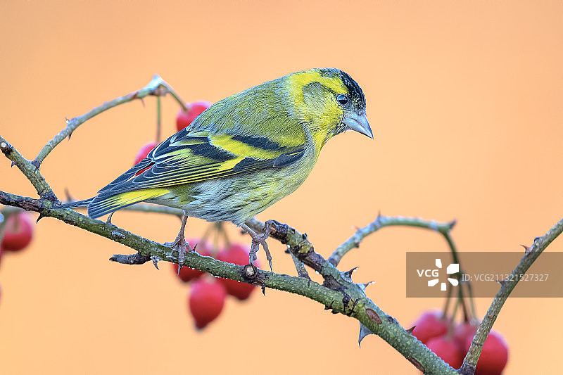 近距离观察栖息在树枝上的鸣鸟图片素材