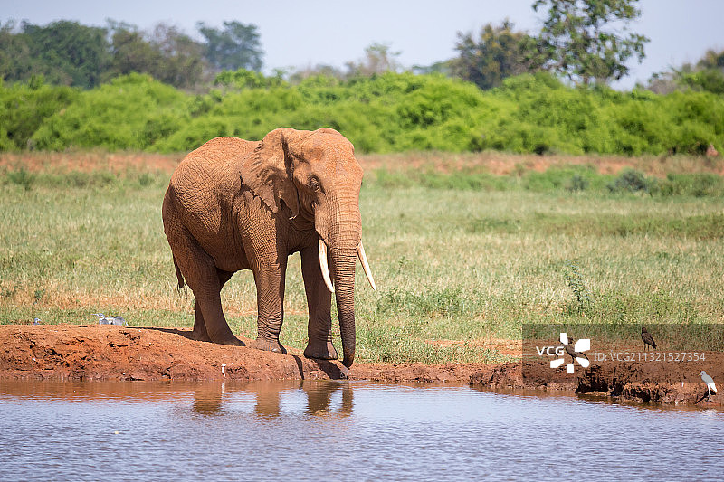 湖边非洲象的侧视图。图片素材