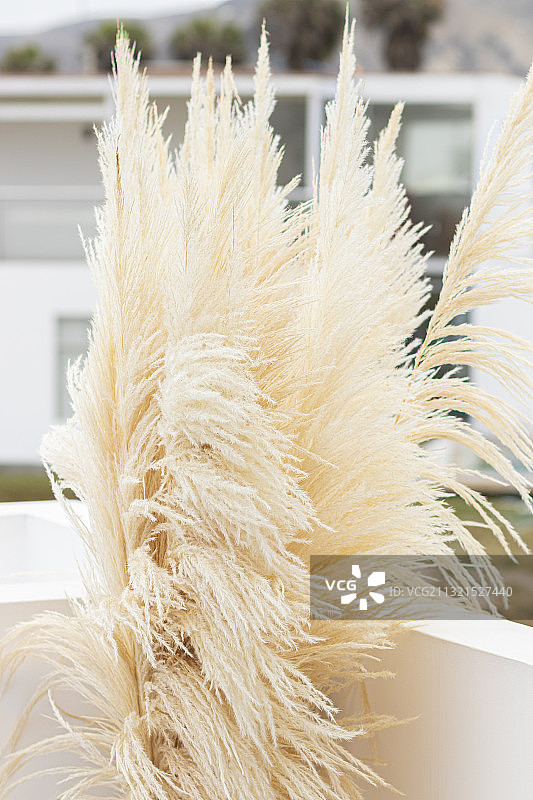 桌子上花瓶里的植物特写图片素材