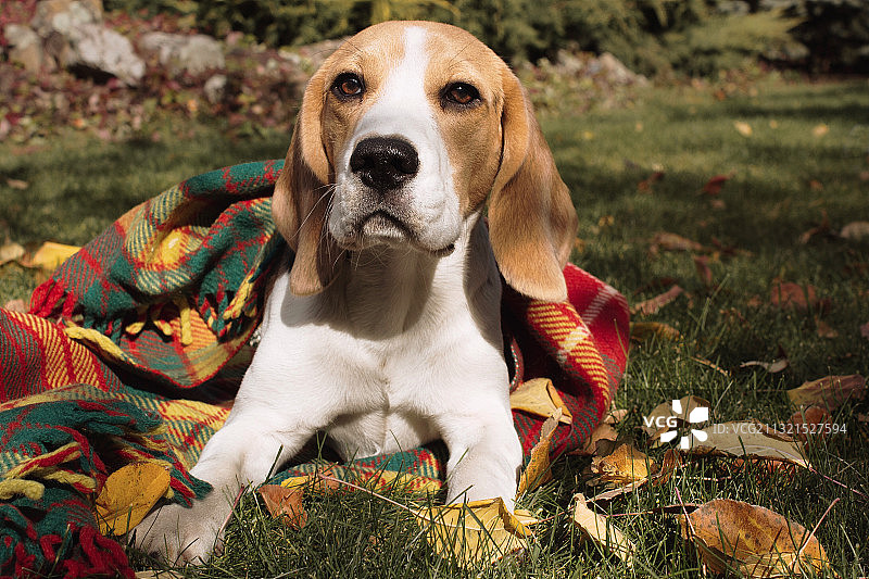 坐在田野上的比格犬肖像图片素材