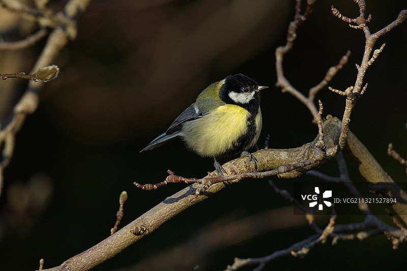 栖息在树枝上的歌山雀特写，哥德堡，瑞典图片素材