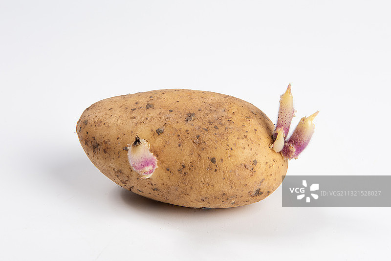 发芽的土豆马铃薯，白色背景图片素材