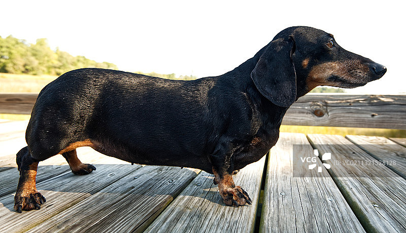 木头上黑色腊肠犬的特写，美国弗吉尼亚州萨福克图片素材