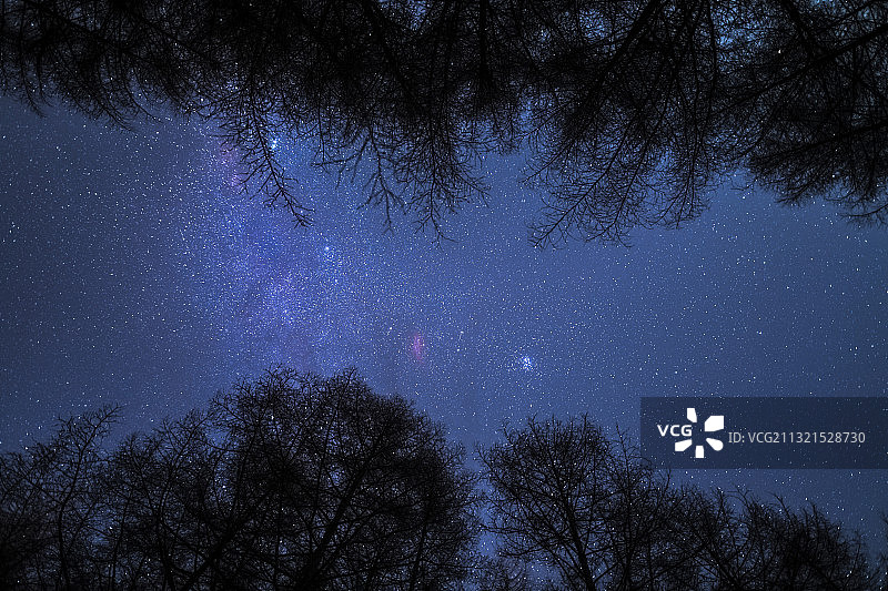 仰望星空与树丛银河图片素材