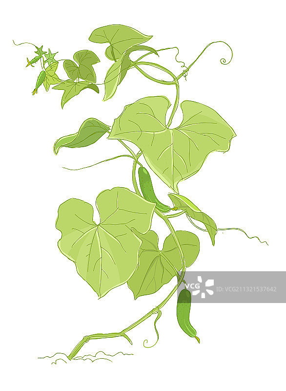 黄瓜植株彩色草图绿色叶子图片素材