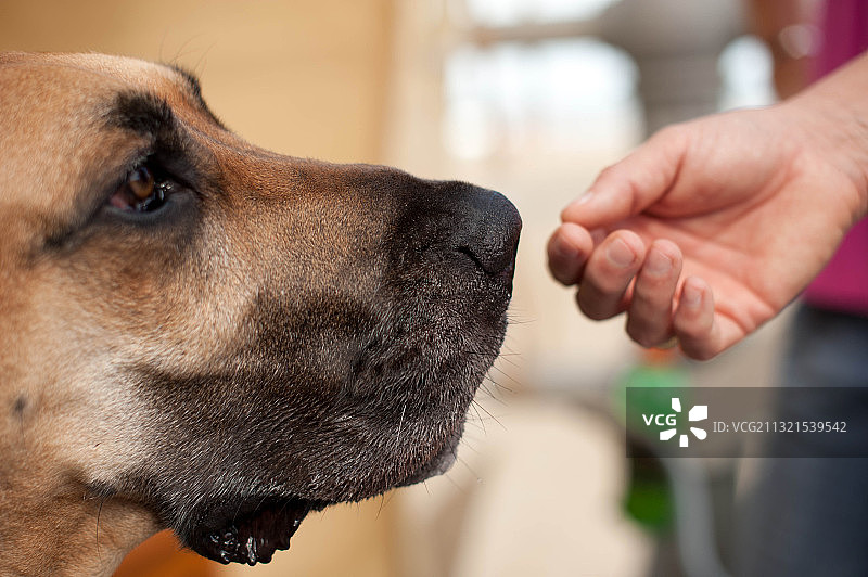 马士提夫犬看女人特写，弗吉尼亚海滩，美国图片素材
