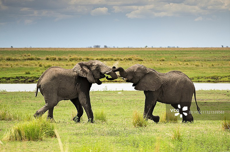 两头大象在小路上行走的侧面照图片素材
