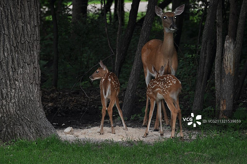 森林中站在田野上的两个人图片素材