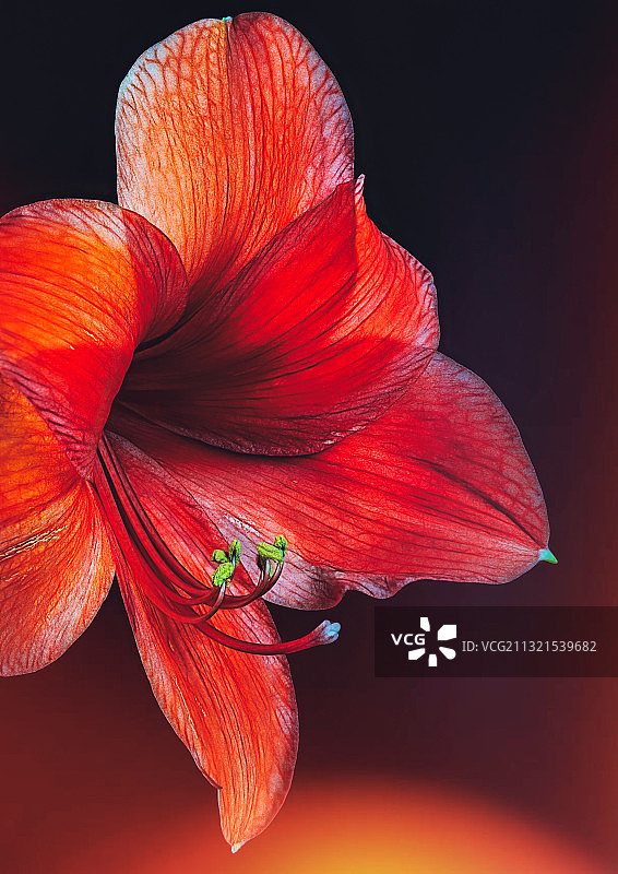 意大利Vintl红色花朵黑色背景特写图片素材