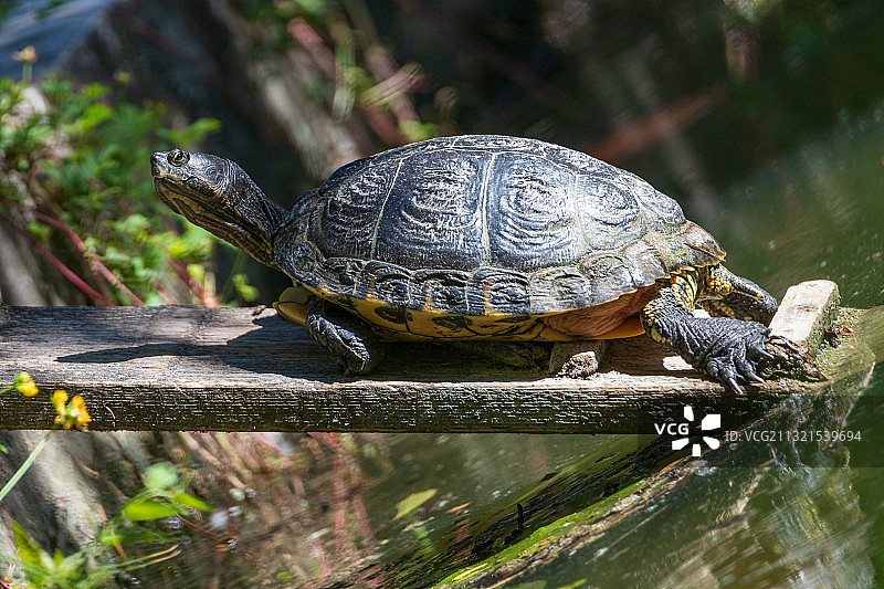 树叶上的滑龟壳特写图片素材