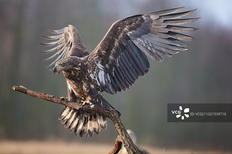 栖息在树枝上的白色鸽子特写，华沙，波兰图片素材