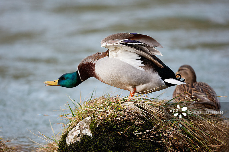 波斯尼亚和黑塞哥维那巴尼亚卢卡，草地上的鸟类特写图片素材
