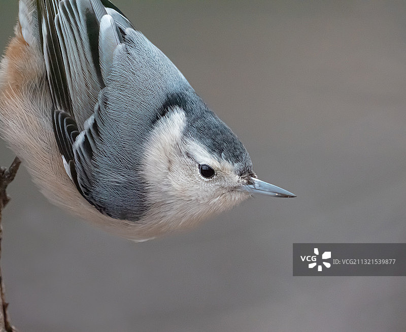 加拿大探访自然公园户外栖息的歌鳾特写图片素材