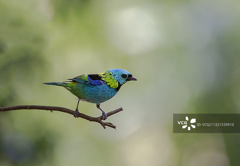 栖息在植物上的宋雀近景，巴西图片素材