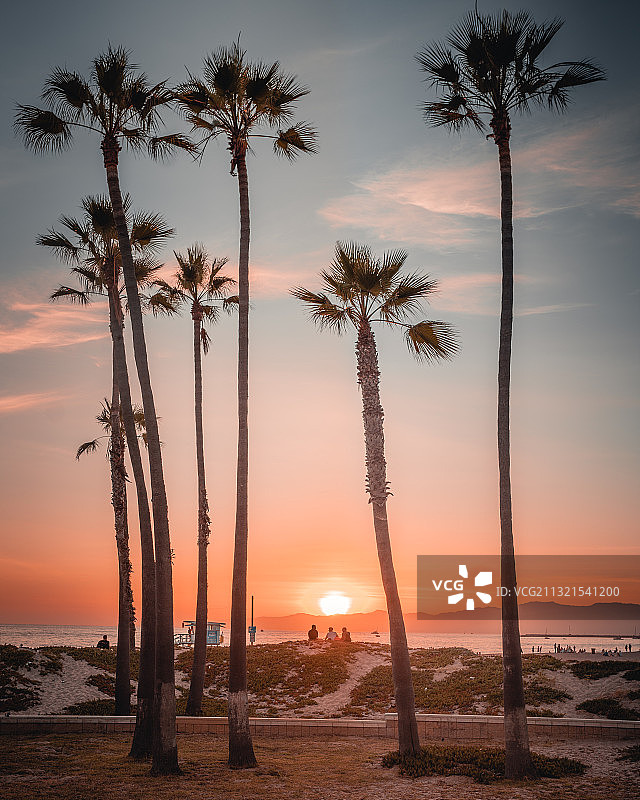 加利福尼亚海滩日落时分的棕榈树剪影图片素材