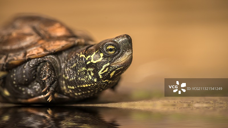 地板上的龟壳特写图片素材