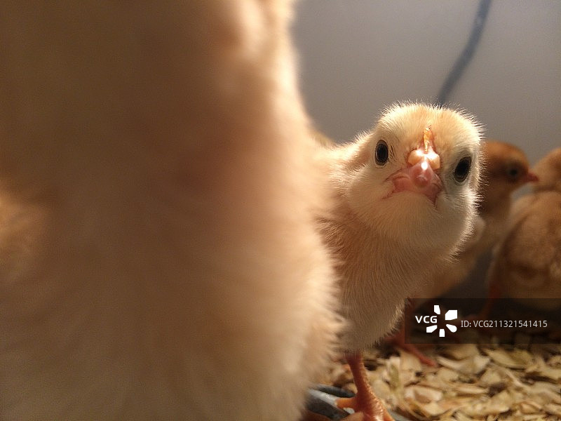 鸡的特写图片素材