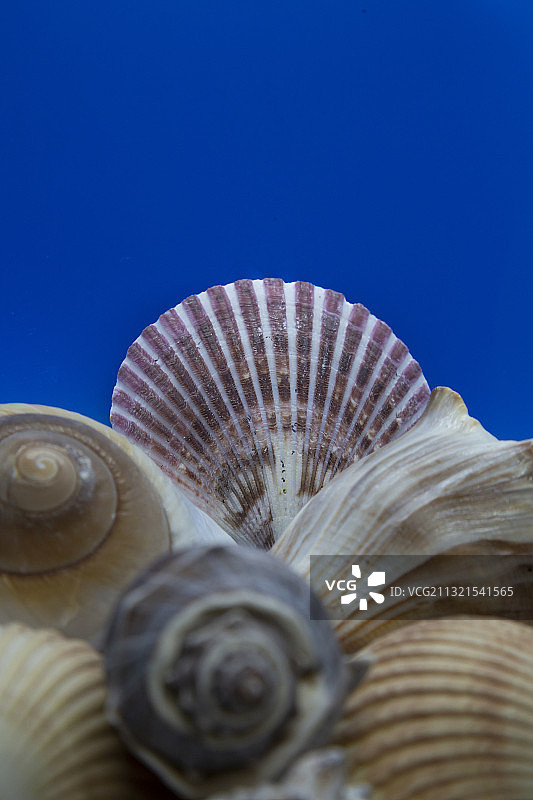 特写的蜗牛图片素材