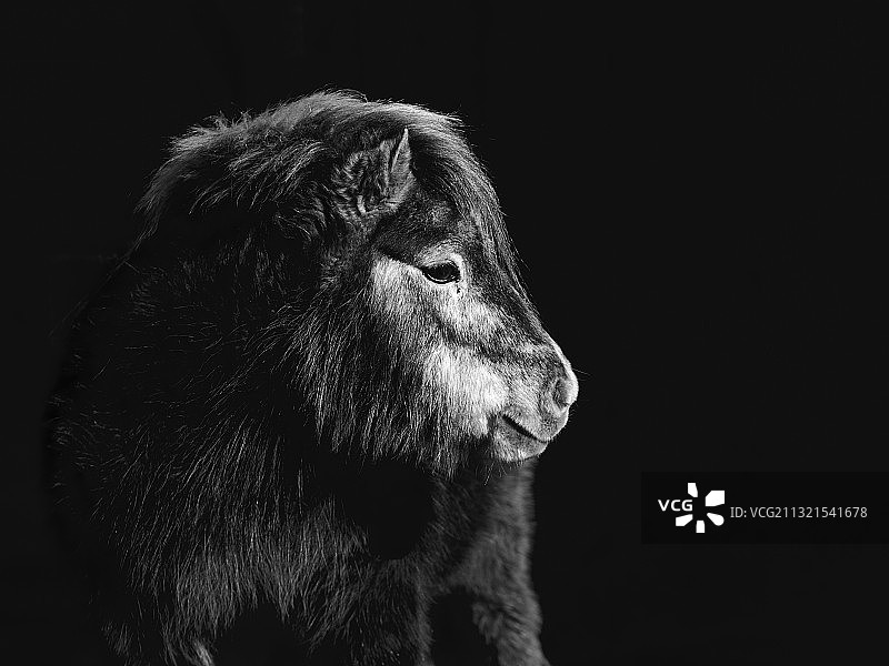 雄狮回眸特写，黑色背景图片素材
