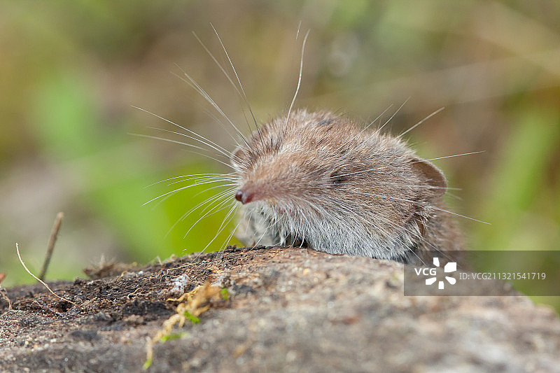 岩石上的老鼠特写图片素材
