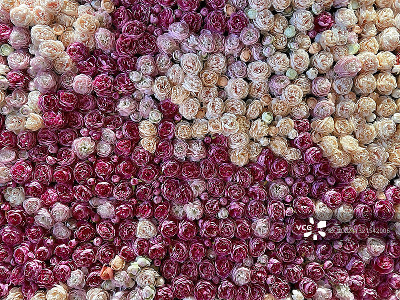 紫色花朵全画幅照片，中国香港图片素材