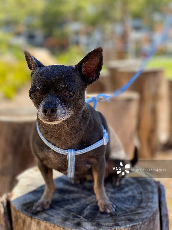 吉娃娃坐在户外的特写，澳大利亚新南威尔士州图片素材