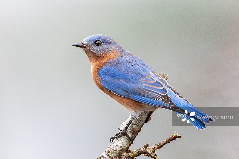 鸣禽栖息在树枝上的特写，美国南卡罗来纳州图片素材