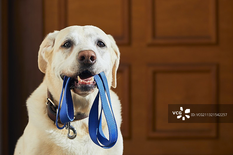 身穿金色服装的拉布拉多犬特写图片素材