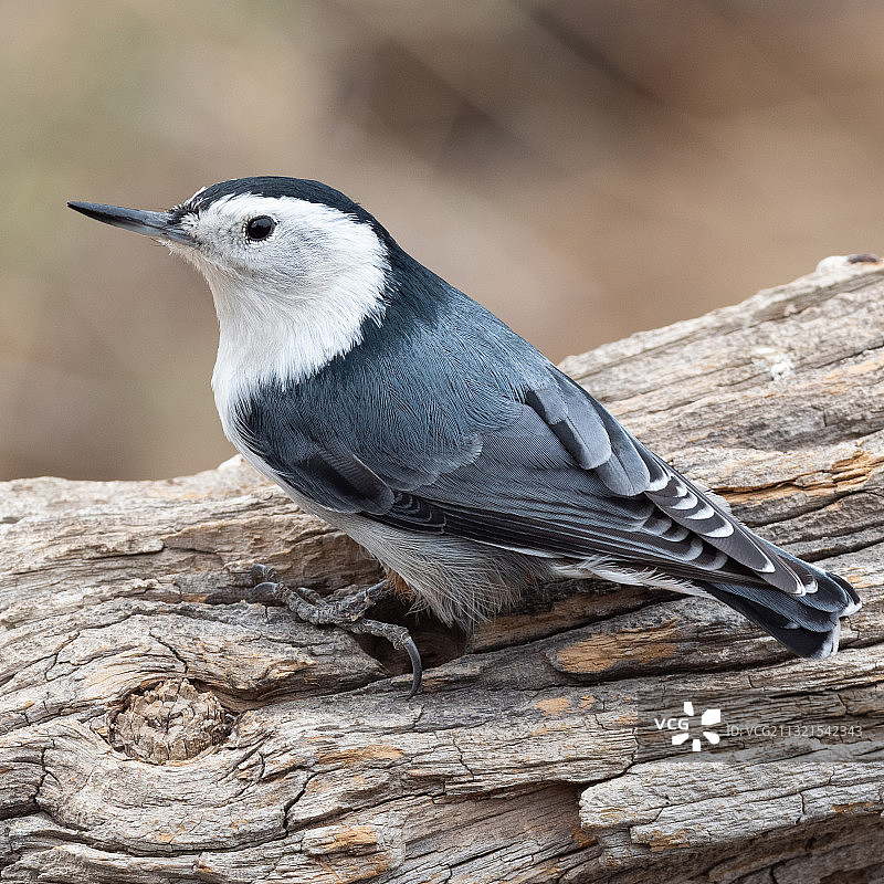 特写：歌鸲栖息在木头上图片素材