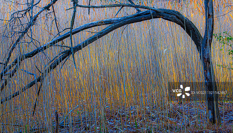 秋季裸树全画幅照片，纽约州奇克托瓦加，美国图片素材