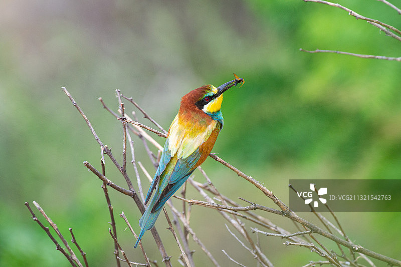 特写：俄罗斯蜜蜂栖息在树枝上图片素材