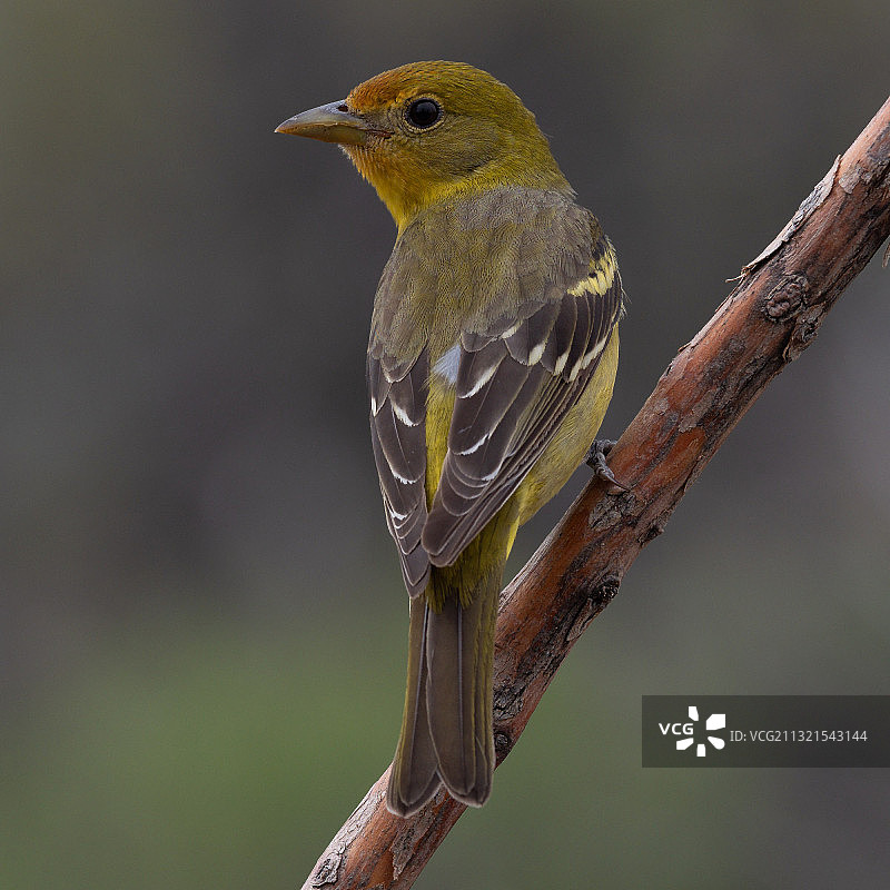 近距离观察栖息在树枝上的鸣鸟图片素材