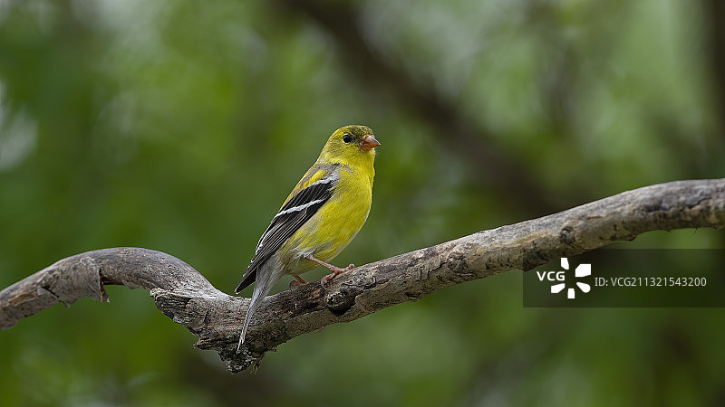 雀 Finch 栖息在树枝上的特写，美国密苏里州图片素材