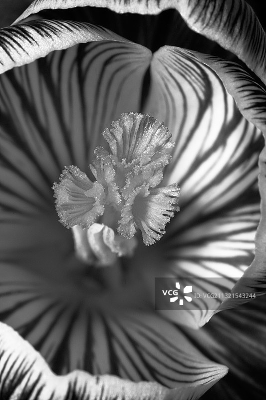 西班牙户外盛开的花朵特写图片素材