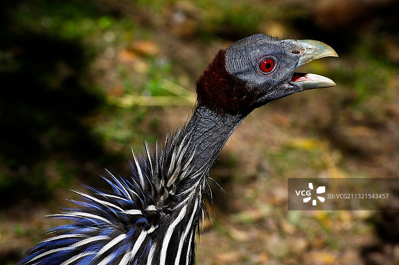 特写的鸟图片素材
