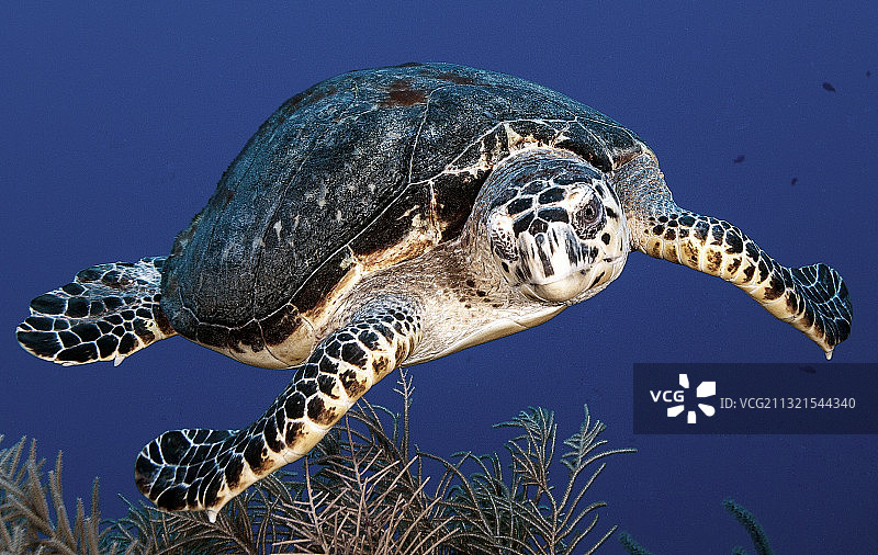 海中畅游的玳瑁海龟特写图片素材
