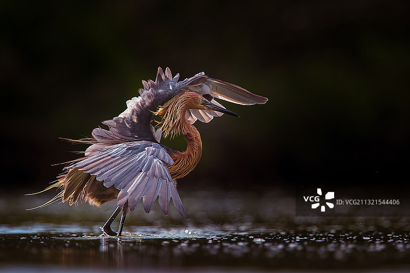 苍鹭飞过湖面的特写，美国德索托堡公园图片素材