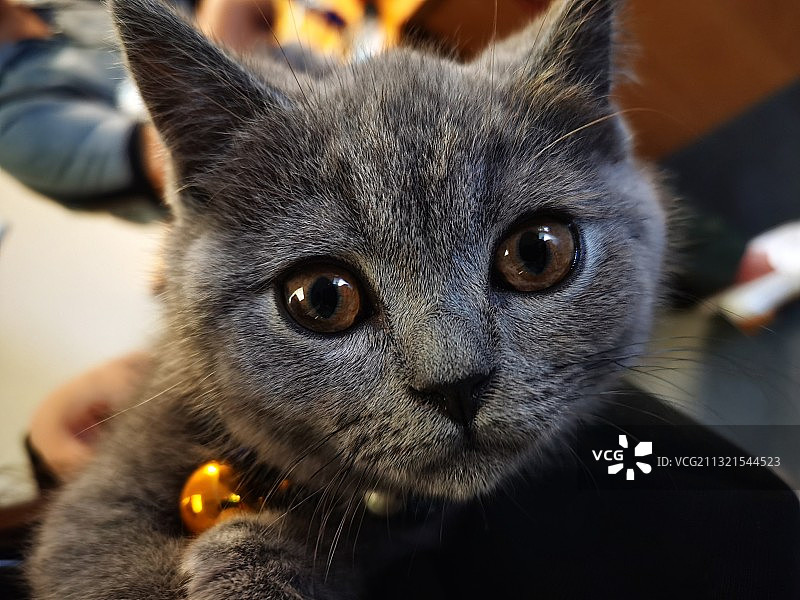 猫的特写肖像图片素材