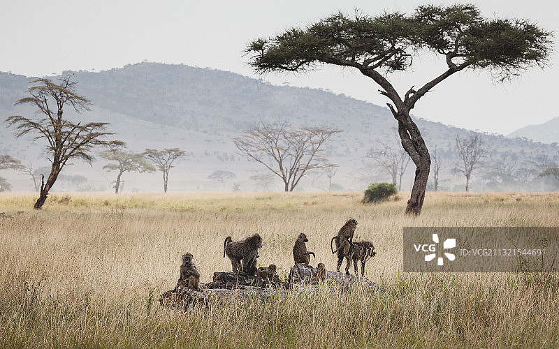 绵羊站在草地上的侧面照图片素材