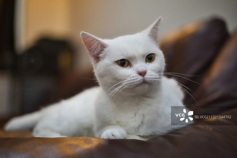 英国卢顿，家中沙发上猫咪的特写图片素材