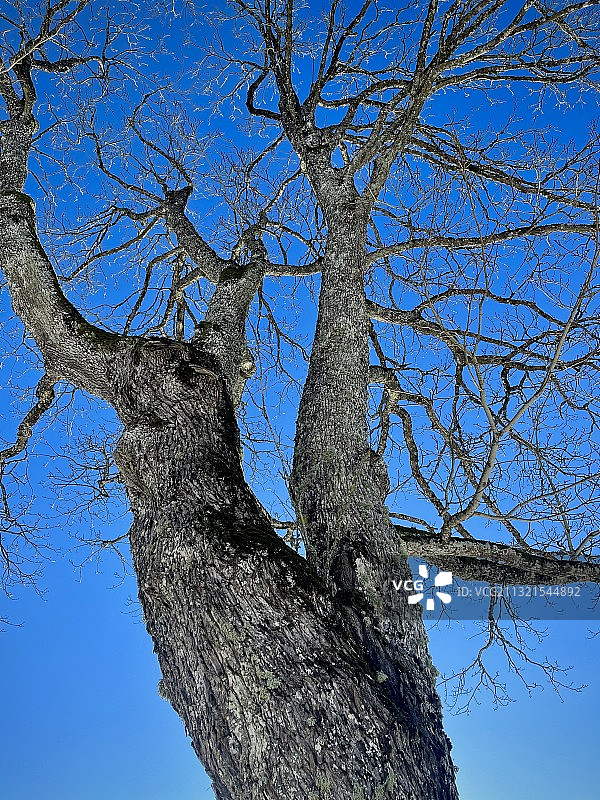 低角度仰视晴朗蓝天下的光秃树木图片素材