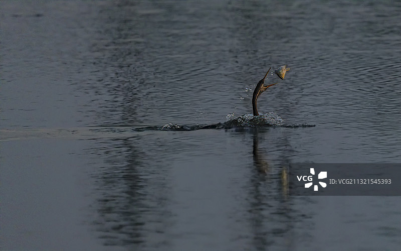 在湖中游泳的鸭子图片素材
