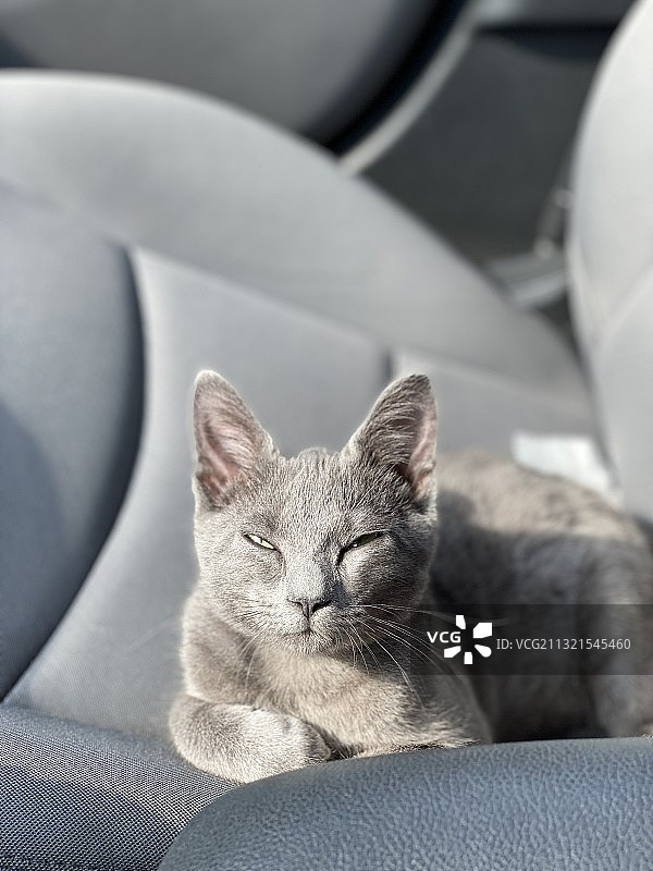 猫咪在沙发上休息的特写图片素材